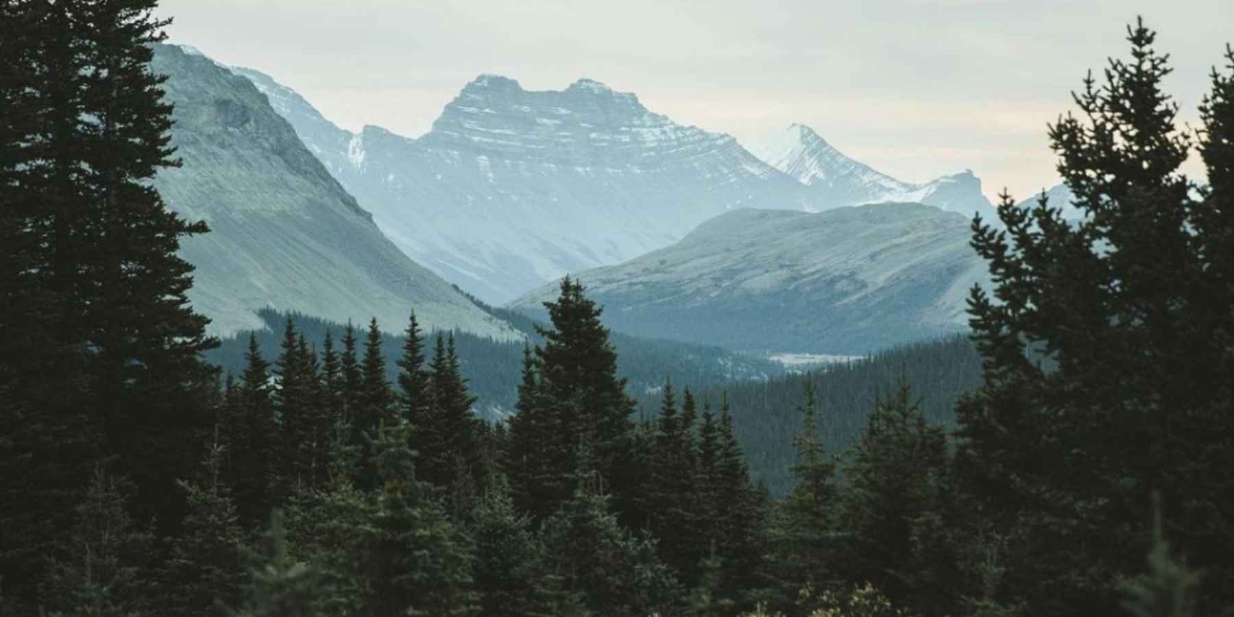 plant trees banner